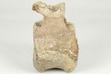 Fossil Dinosaur (Triceratops) Caudal Vertebra - Montana #202216-4